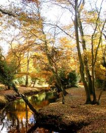 A Historic Tour of New Forest