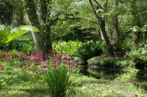 Fairhaven Woodland and Water Garden, Norwich 