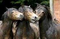 Exmoor Pony Centre , Dulverton 