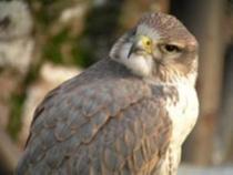 Exmoor Falconry and Animal Farm , Porlock 