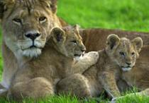 Longleat, Warminster 