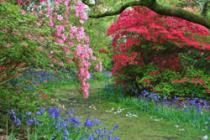 High Beeches Woodland Gardens, Handcross 