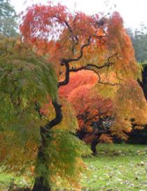 Dyffryn Gardens and Arboretum, Cardiff 