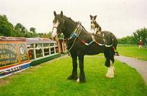 Grand Western Horseboat Co., Tiverton 