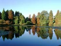 Bedgebury National Pinetum & Forest , Cranbrook 