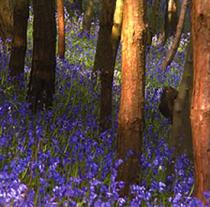 Groombridge Place Gardens and Enchanted Forest, Tunbridge Wells 