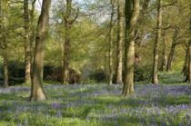 Hodnet Hall Gardens, Market Drayton 