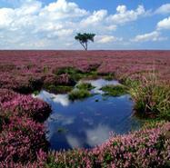 North York Moors National Park, York 