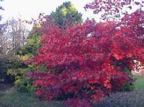 Beech Court Gardens, Challock 